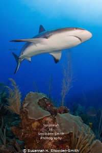 "Apex" - A female Caribbean reef shark cruises the reef. by Susannah H. Snowden-Smith 